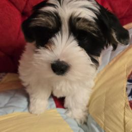 Yorkshire Terrier Puppies from Furever Love Yorkies TX Panhandle