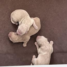 War Eagle - Golden male Golden Retriever puppy in Warrenton, Virginia from Four Lochs LLC