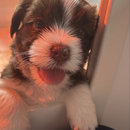 Cedar - Chocolate male Havanese puppy in Bloomington, Illinois from Estelle's Havanese