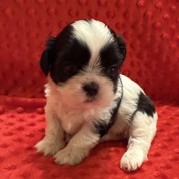 AKC YING YANG DOLL - Black and white female Shih Tzu puppy in Long Beach, California from Prieto Shih-Tzu's