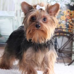 AVA - Yorkshire Terrier