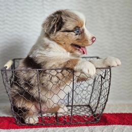 Randall - Red merle male Australian Shepherd puppy in Mountain Grove, Missouri from K Bar H Farms