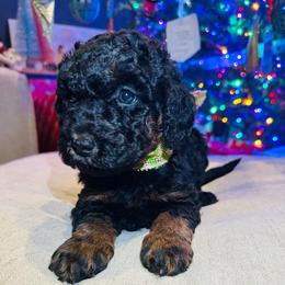 Frasier - Phantom male Bernedoodle puppy in Sherman, Illinois from Shirl Doodle Life