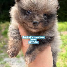 Merle boy 3200 no breeding rights - Blue merle male Pomeranian puppy in Kentucky from Em&M Pomeranians