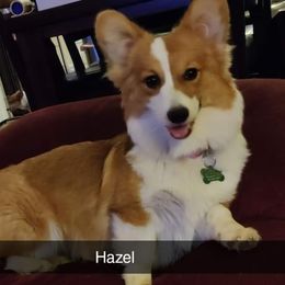 Hazel - Pembroke Welsh Corgi