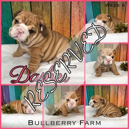 Bulldog Puppies from Bullberry Farm