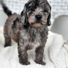 Australian Labradoodle, Cockapoo, Goldendoodle, and Labradoodle Puppies from Dessie's Doodles