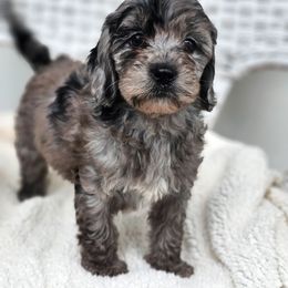 Australian Labradoodle, Cockapoo, Goldendoodle, and Labradoodle Puppies from Dessie's Doodles