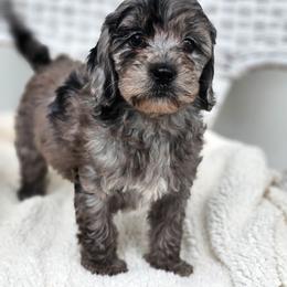 Australian Labradoodle, Cockapoo, Goldendoodle, and Labradoodle Puppies from Dessie's Doodles