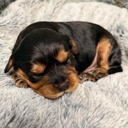 Alfred - Black and tan male Cavalier King Charles Spaniel puppy in Spokane, Washington from PJE Cavs and Poos