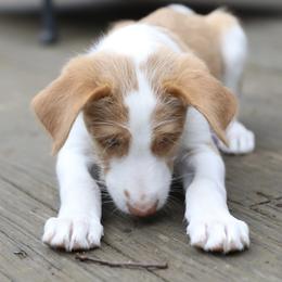 Ibizan Hound Puppies from Altamira Wire Ibizan Hounds