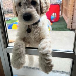 Goldendoodle Puppies from Lundee Doodles