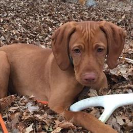 Vizslas from GT Gundogs