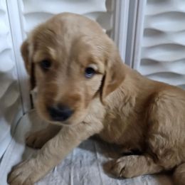 Boy 2 - Dark golden male Golden Retriever puppy in Montoursville, Pennsylvania from Wallace Golden Retriever's