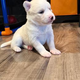 Nala - White female Pomsky puppy in Mount Washington, Kentucky from My Perfect Pomsky Pet