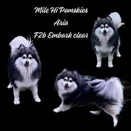 Ariya - Pomsky