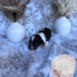 Dachshund Puppies from CSW Dachshunds