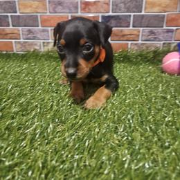 Kai - Black and tan male Miniature Pinscher puppy in Baton Rouge, Louisiana from Pike's Pups