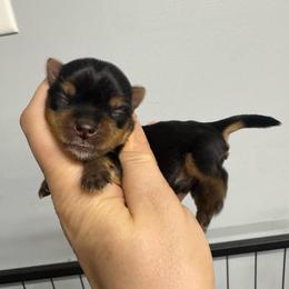 Romeo - Black and gold male Yorkshire Terrier puppy in Fredericksburg, Indiana from Yorkie Blessings
