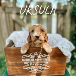 Goldendoodle Puppies from Glamorous Golden Doodles