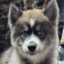Siberian Huskies from Nordic Valley Kennels