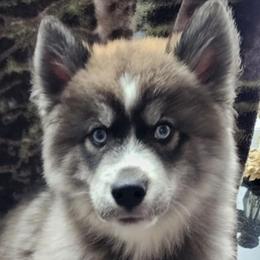 Siberian Huskies from Nordic Valley Kennels