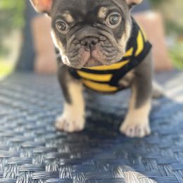 French Bulldog Puppies from Baby Bear Frenchies