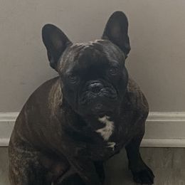 Minnie - French Bulldog