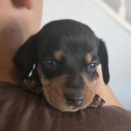 Meatball - Black and tan male Dachshund puppy in Arizona from Tps Teeny Weins