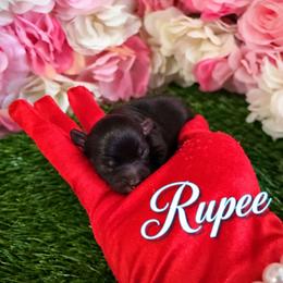 Rupee - Black male Yorkipoo puppy in Pennsauken, New Jersey from Noir Luxe Litters of NJ