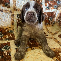 Girl 3 - Liver white and roan female English Springer Spaniel puppy in Tabor City, North Carolina from Big Bay Kennels LLC