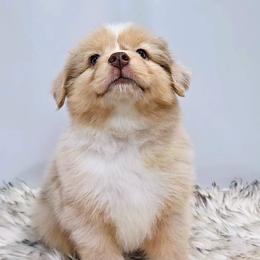 Australian Shepherd Puppies from Winsome Aussies