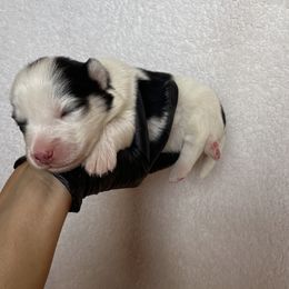 Loki - White male Pomsky puppy in Mc Minnville, Oregon from West Coast Pomskies