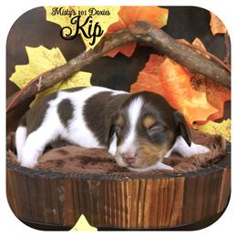 KIP - AKC Registered - Chocolate and tan male Dachshund puppy in Graceville, Florida from Misty's 101 Doxies