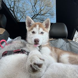 Siberian Husky Puppies from Young Orchard Siberians