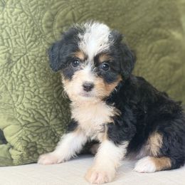 Sand Castle🏝️ - Black tri-color female Aussiedoodle puppy in Granbury, Texas from Triple Cross Doodles
