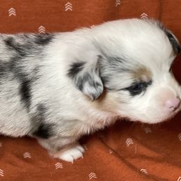 American Corgi and Pembroke Welsh Corgi Puppies from Caddeaux Corgis