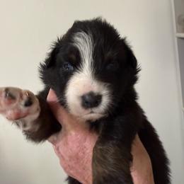 Jade - Black tri-color female Australian Shepherd puppy in Ellensburg, Washington from Creekside Aussies
