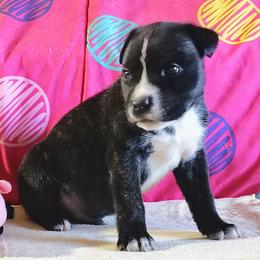 Rhett - Black brindle male American Staffordshire Terrier puppy in Bastrop County, Texas from Ironheart American Staffordshire Terriers