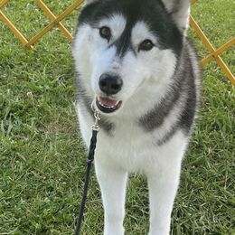 Belgian Malinois and Siberian Huskies from Cinotara Kennels