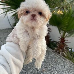 Snow - Cream and white female Shih Tzu puppy in Azusa, California from RJ Shih Tzu lover