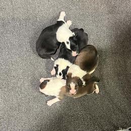 Maple - Sable and white female Shetland Sheepdog puppy in Frazeysburg, Ohio from Mountain High Kennels