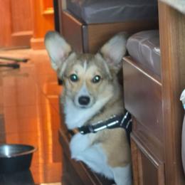 Dolly - Pembroke Welsh Corgi