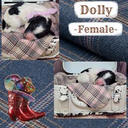 Dolly - Parti female Goldendoodle puppy in Grabill, Indiana from Rose's Doodles