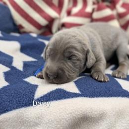Girl 6 - Blue female Weimaraner puppy in Evart, Michigan from Drehbar Weimaraners