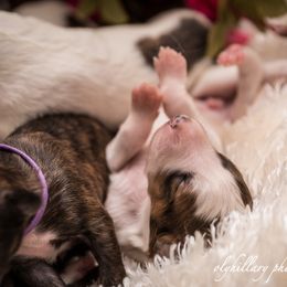 Silken Windhound Puppies from Amethyst Silken Windhounds