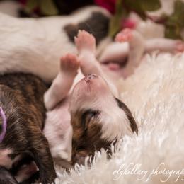 Silken Windhound Puppies from Amethyst Silken Windhounds