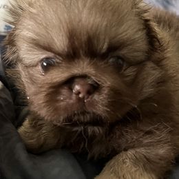 Keana - Red Pekingese puppy in Cumming, Georgia from Imperial Pekingese