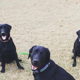 Labrador Retrievers from Madrock Kennels