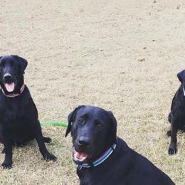 Labrador Retrievers from Madrock Kennels